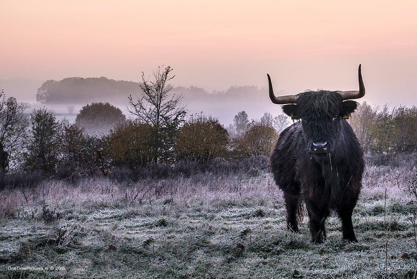 Scottish Highlander by J. Einmahl
