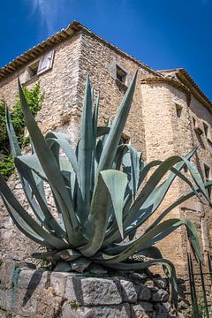 Agave at the Abbaye Saint Hillaire in the Luberon by Christian Müringer