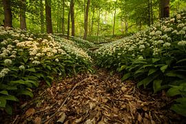 Wild garlic magic forest by Jiri Viehmann