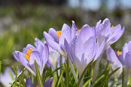 Die ersten Krokusse im Garten von Claude Laprise