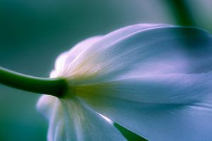 Délicate fleur de tulipe 03 sur ahafineartimages