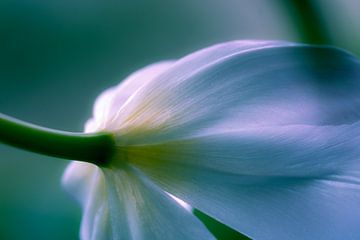 Zarte Tulpenblüte 03 von ahafineartimages