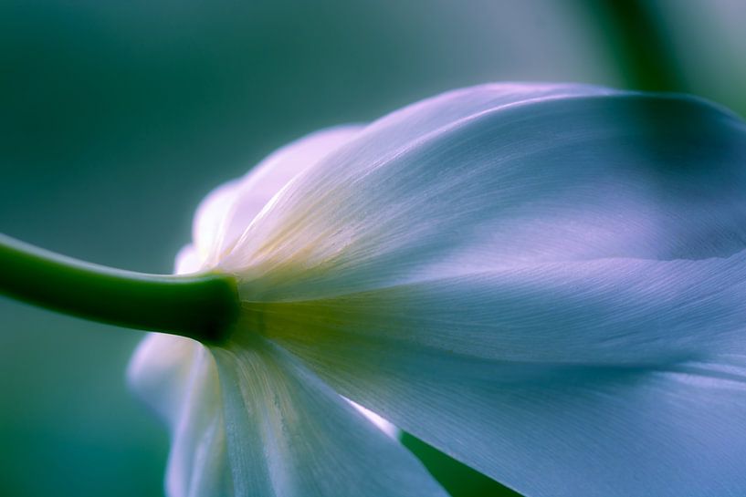 Delicate tulip blossom 03 by ahafineartimages