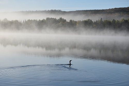 A cormorant on the lake in autumn