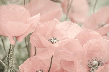 poppy, poppy, rose by Caroline Drijber