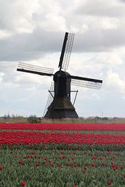 Hollandser kan het niet van Bianca Massaar