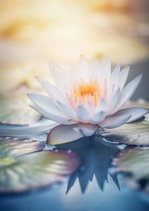 Lily enchantée
