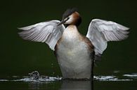 Great Crested Grebe ( Podiceps cristatus ), looks like an angel, protecting its chick van wunderbare Erde thumbnail