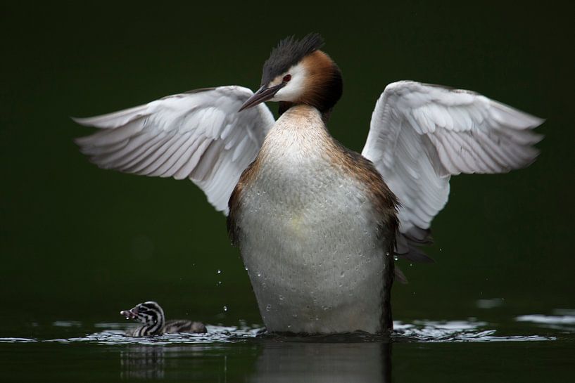 Haubentaucher ( Podiceps cristatus ) sieht einem Engel ähnlich, wie er über dem Küken wacht von wunderbare Erde