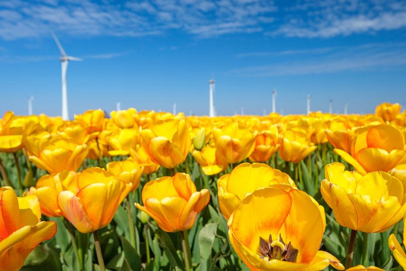 Yellow Tulips growing in a field during springtime by Sjoerd van der Wal Photography