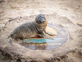 bébé lion de mer San Christobal