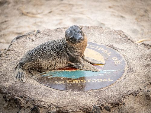 baby sea lion San Christobal
