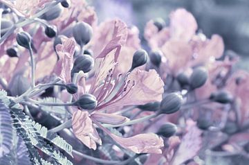 Roze bloemen, macro van Violetta Honkisz