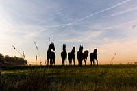 Pferde in der Morgendämmerung