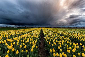 Tussen de Tulpen en de storm