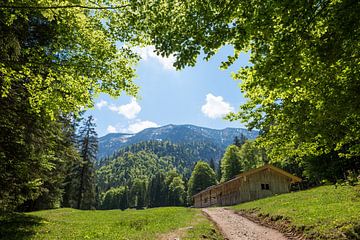 wandelroute van Kreuth naar Blauberge bergen, beukenbomen en van SusaZoom