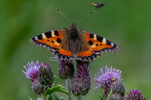 vlinder Kleine Vos op de distel