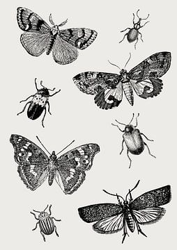 Insects collage van Fineline
