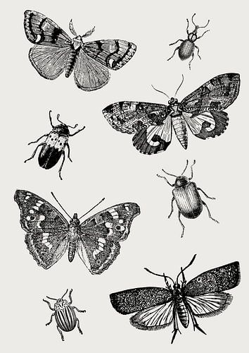 Insects collage