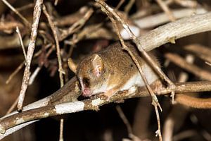 Microcebus berthae