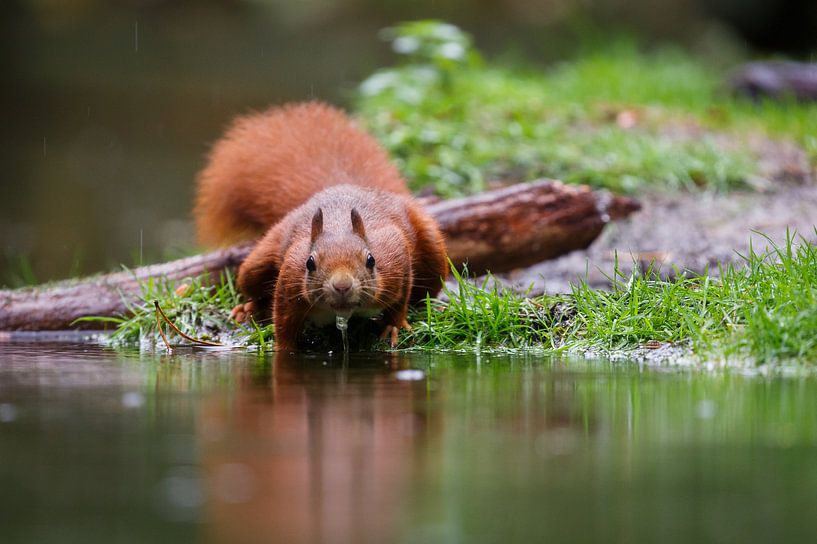 Squirrel by Pieterpb
