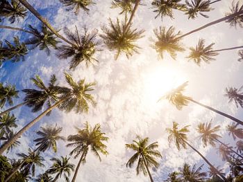 Le paradis de l'été