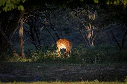 Damhirsche im Wald bei Sonnenuntergang