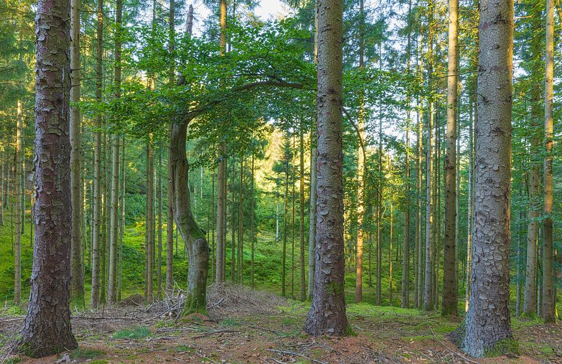 Surroundings Sukkertoppen - Skanderborg (Denmark) by Marcel Kerdijk