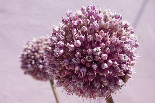 Roze bolvormige bloem, allium