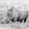Neushoorn Okavango Delta van Eric Nagel