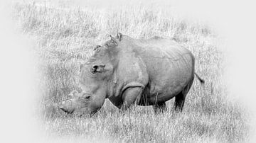 Neushoorn Okavango Delta van Eric Nagel