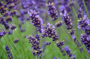 Lavendel in Ooltgensplaat