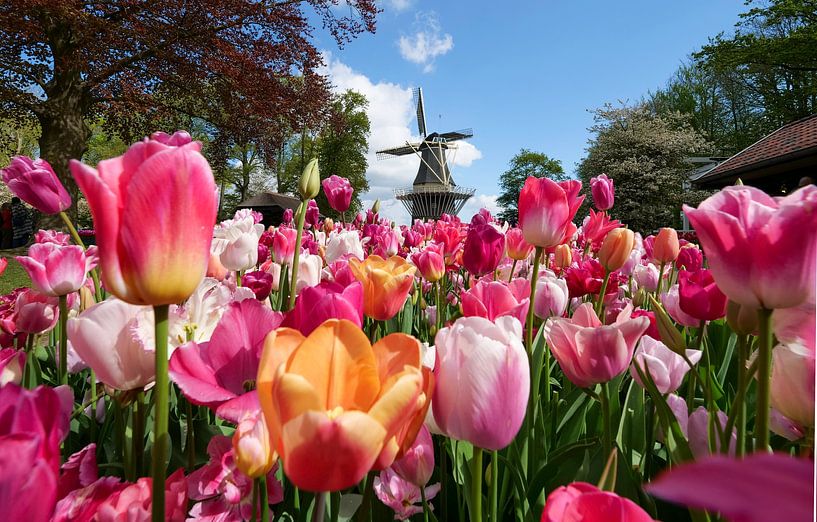 Keukenhof by Kees van den Burg