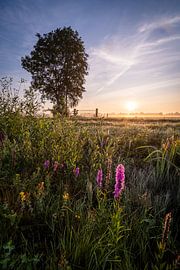 Blumen bei nebligem Sonnenaufgang von Yorben  de Lange