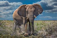 Ontmoeting met een grote olifant in Etosha, Namibië van Rietje Bulthuis thumbnail