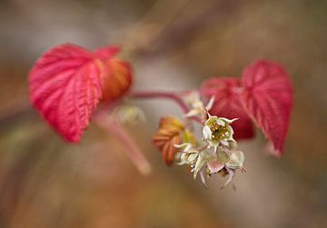 Rode framboos winterbloesem Zijaanzicht van Iris Holzer Richardson