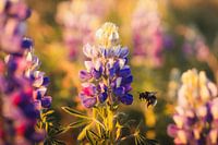 Lupine in IJsland