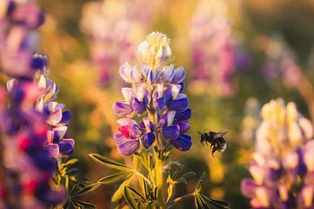 Hummel auf Lupine in isländischem Abendlicht