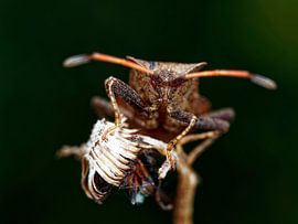 Face to face by Vincent BILLOTEY