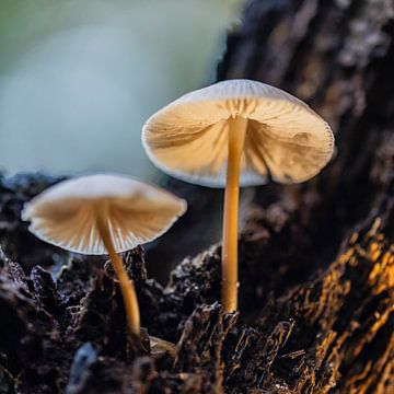 Eenzame paddenstoel van Karin Riethoven