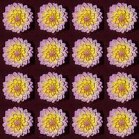 DAHLIA ROZE COLLAGE
