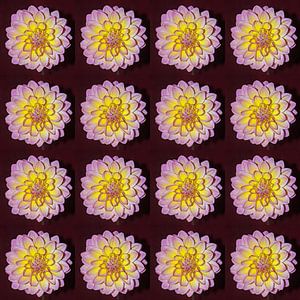 COLLAGE ROSE DAHLIA