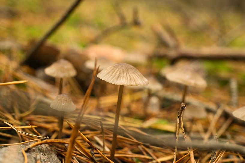 Delicate mushrooms filigree on the forest floor by Martin Köbsch