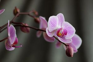 Rose Orchidée