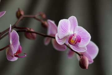 Orchidee Rose van Clazien Boot