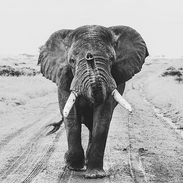 Hey you - Elefant von Sharing Wildlife