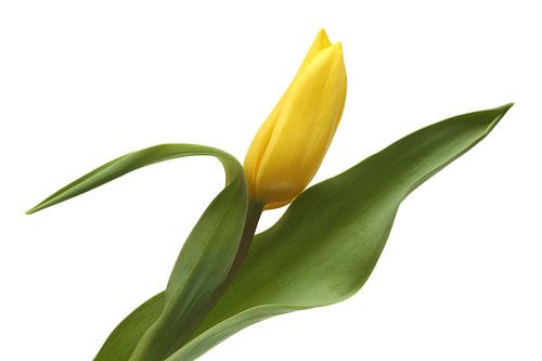 Gele Tulp tegen een witte achtergrond
