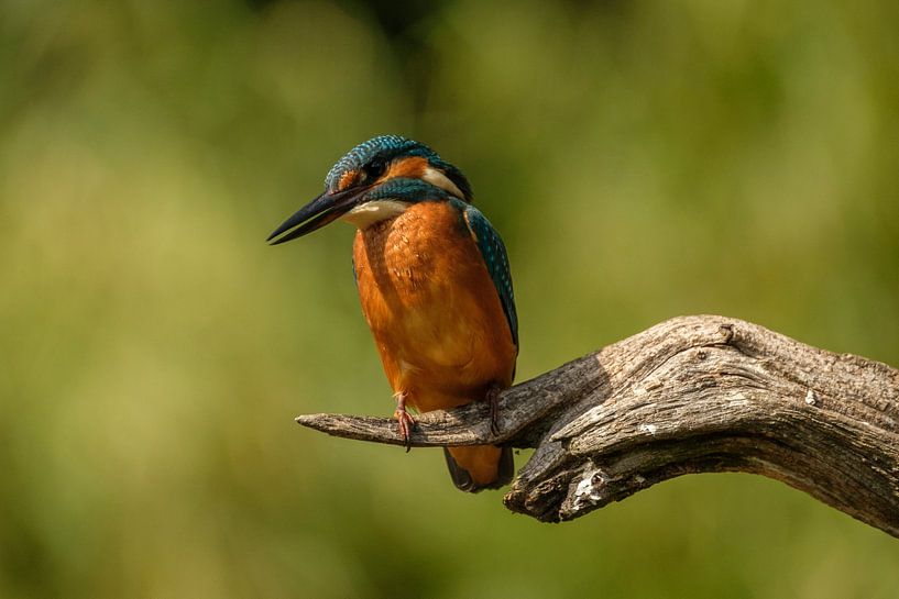 Kingfisher on the hunt for food by Joke Beers-Blom