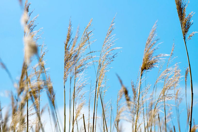 Reeds by Kirsten Warner