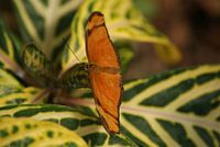 Dryas julia vlinder